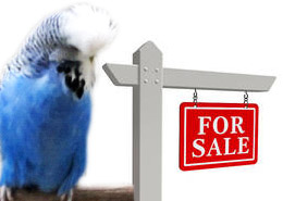 for sale