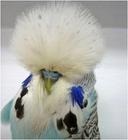 Cinnamon Skyblue Budgerigar