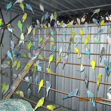 Budgerigars in Aviary