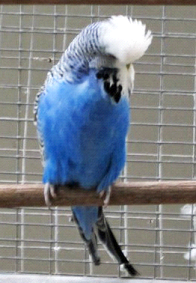 Cobalt Budgerigar