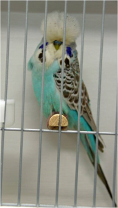 Cinnamon Skyblue Budgerigar